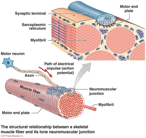 Neuromuscular junction, Medical knowledge, Human anatomy and physiology