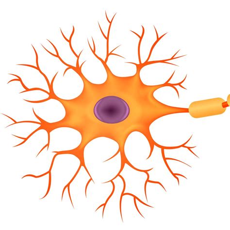 Get a Sneak Peek Into the Types of Neurons and Their Functions