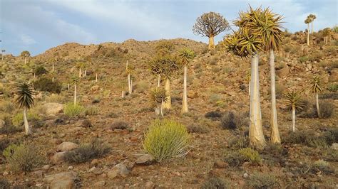 A silver celebration of conserving the Succulent Karoo | WWF South Africa