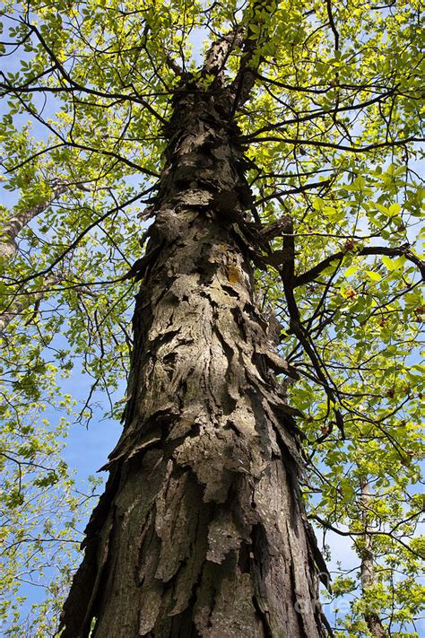 Shagbark Hickory Tree Photograph by Greg Dimijian