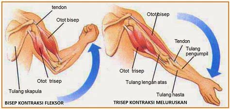 Gambar Otot Lengan – cari