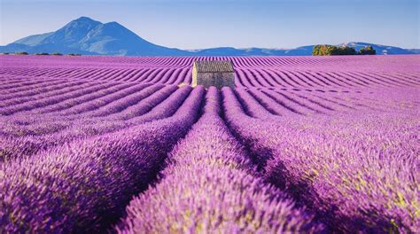 Stunning Pictures of Lavender Fields | Netfloor USA Places Around The World, Around The Worlds ...