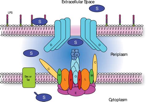 The Type II Secretion System in Acinetobacter baumannii: Its Role in Pathogenesis and ...