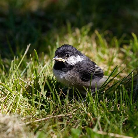 Bird Nesting - Birds and Blooms