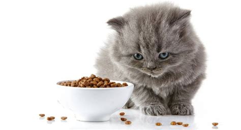 Low Carb Dry Cat Food That's Highly Recommended - Petsepark.com