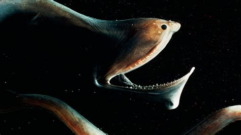 A Rare Footage has Surfaced, Showing a Cute Deep-Sea Eel and Scientists are Flipping Out - Great ...