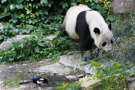 Giant Pandas in Beijing Zoo