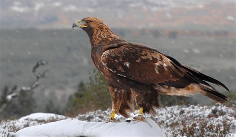 Golden Eagle, Scotland by Ronald Coulter / 500px | Животные, Птицы