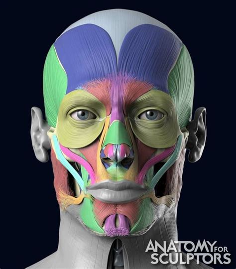 Human Head Muscle Anatomy - 3d Anatomy Illustration Of Human Head With Skull And Muscles ...