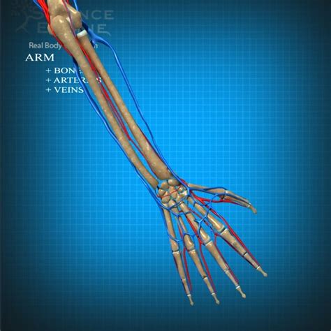 3d veins arteries model