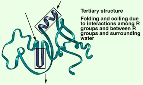 Seven Days per Week: STPM Biology Biological Molecules (Part 15)