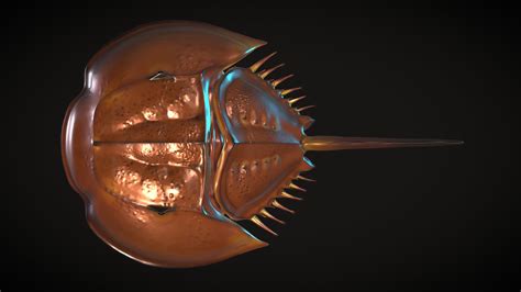 Limulus - Buy Royalty Free 3D model by HZDS (@dwightnovaky) [c2fa426 ...