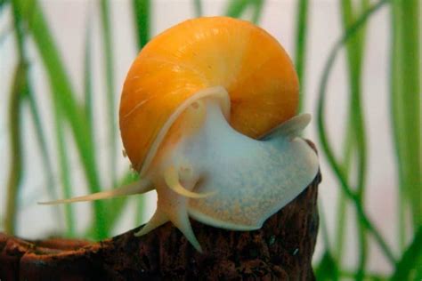 List of Freshwater Aquarium Snails. Pros and Cons - Shrimp and Snail Breeder