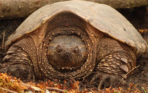 Alligator Snapping Turtle : r/wildlifephotography