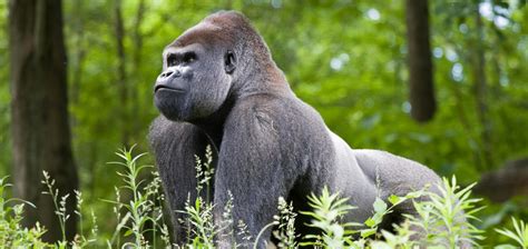 Biggest silverback gorilla - kesiliron