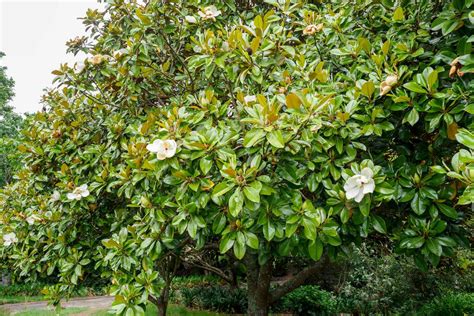 How to Grow Magnolia Grandiflora (Southern Magnolia Trees)