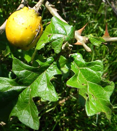 Solanum aculeastrum - Alchetron, The Free Social Encyclopedia