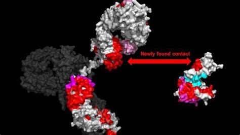 Fab Secrets of Antibody Binding Revealed | Technology Networks