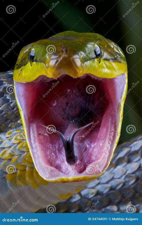 Attacking snake ! stock image. Image of prey, tropical - 24744591