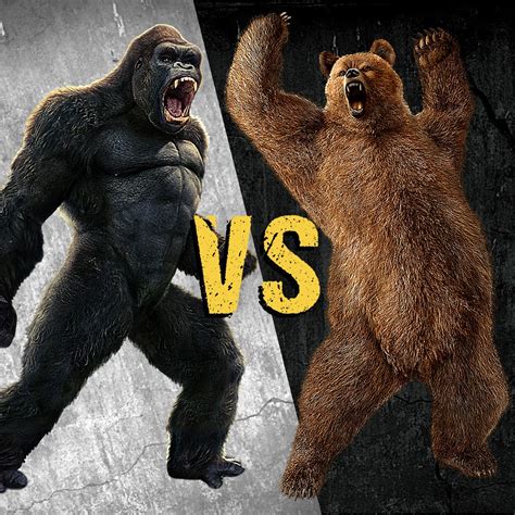 Grizzly Bear Fighting A Gorilla