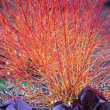 Cornus sanguinea ‘Midwinter Fire’ | Kiefer Nursery: Trees, Shrubs ...