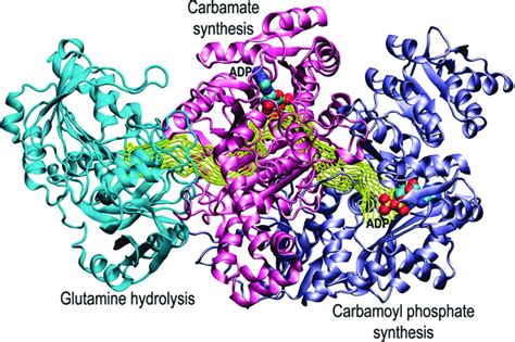 Structure of carbamoyl phosphate synthetase. The small subunit that ...