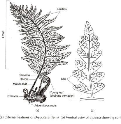 sori diagram - Google Search | Experimental Horticulture | Pinterest ...