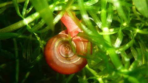 Aquarium Snails:13 Must-Know Species From Common to Exotic