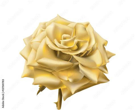 Gold Rose. Hand drawn vector illustration of an open rose with glowing ...