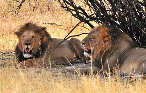 Majestic Lions at Nehimba Photographic Safari Lodge