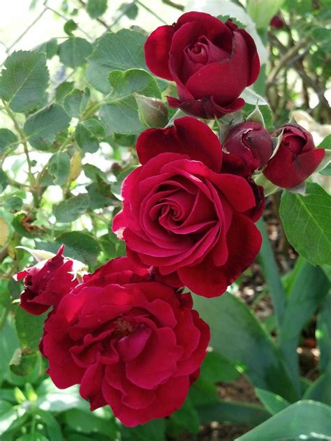 'Don Juan' climbing rose, very fragrant. | Climbing roses, Beautiful ...