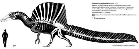 Spinosaurus Skeletal by Miyess : Dinosaurs