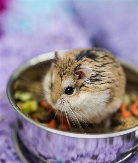 Dwarf Hamster For Sale! CHEAP AND *SUPER CUTE* | in Victoria Park, London | Gumtree