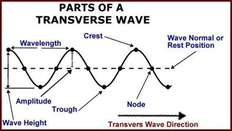 Directions: Draw and label the anatomy of a transverse and a longitudinal wave on a separate ...