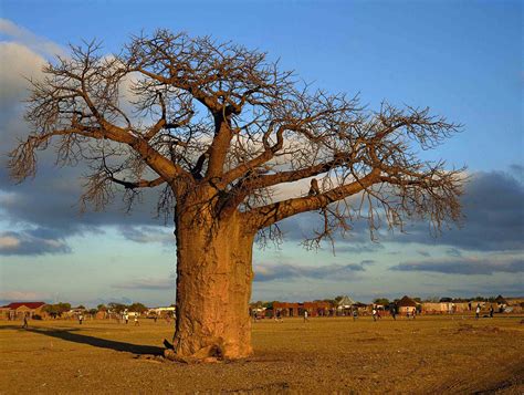 Plants, insects and animals: Baobab trees in trouble