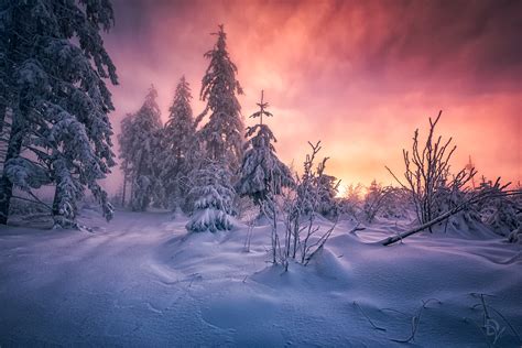 Winter Forest Sunrise