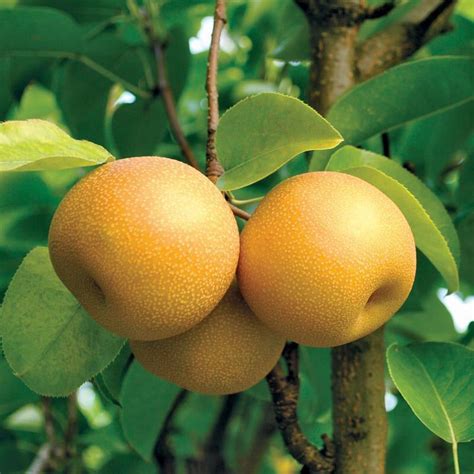 Hosui Asian Pear Tree - Juicier and sweeter than any normal pear! (2 y – Online Orchards