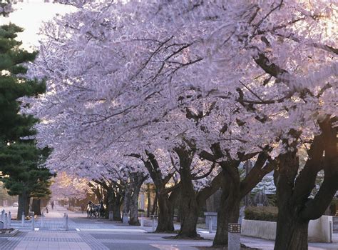 3 Best Places to See Cherry Blossom in Aomori | Kyuhoshi