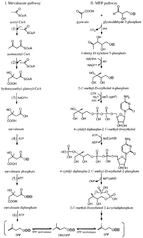 Pathways for IPP biosynthesis. ADP – adenosine diphosphate; ATP ...