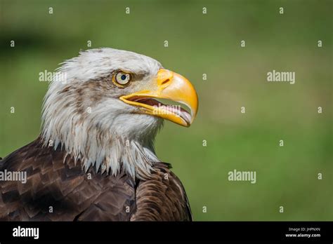 Close-up of bald eagle with open beak Stock Photo - Alamy