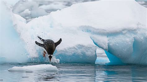 The danger as Antarctica's sea ice melts - 360