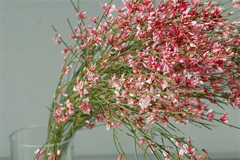 Ginestra Flowers, pink on white | Ontario flowers, Flower seeds ...