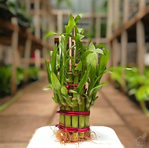 Lucky Bamboo Feng Shui Plant | Bamboo Plants Online - Root Bridges