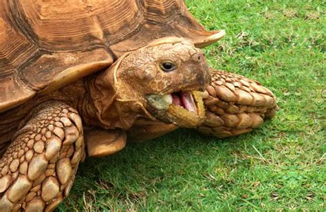 Sulcata Tortoise - Description, Habitat, Image, Diet, and Interesting Facts