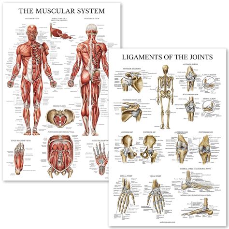 Juego de póster anatómico con sistema muscular y ligamentos de las ...