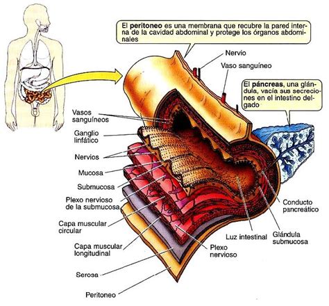 Estructura del tubo digestivo » Blog de Biologia