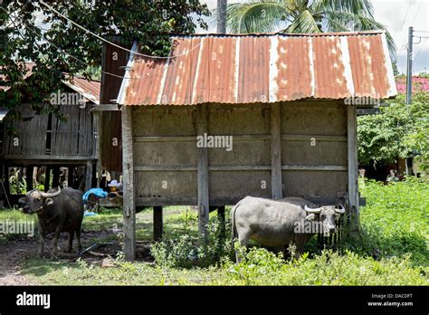 village life in Laos Stock Photo - Alamy