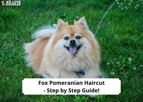 Fox Pomeranian Haircut - Step by Step Guide! (2023) - We Love Doodles