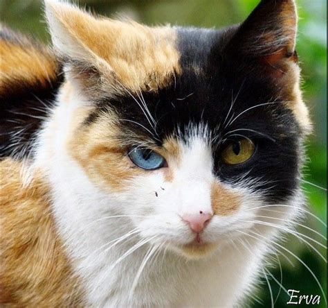 55 Living room Are orange cats with blue eyes rare Popular in 2022 ...