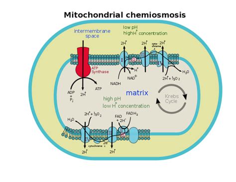 Chemiosmosis | Facts, Summary, Theory, Structure & Process